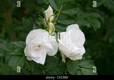 Blanc Double De Coubert rose Stockfoto