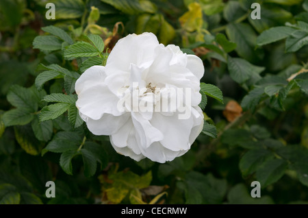 Blanc Double De Coubert rose Stockfoto