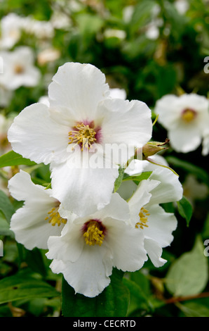 Philadelphus Belle Etoile Stockfoto