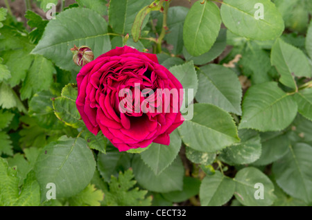 Charles Lefebvre hybrid ewige Rose Stockfoto