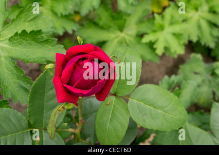 Charles Lefebvre hybrid ewige Rose Stockfoto