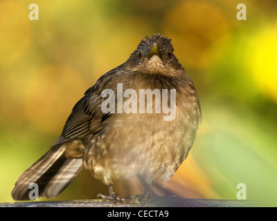 Horizontale Porträt von farbigen Robin Yiguirro Clay, Turdus Grayi, Nationalvogel Costa Ricas Stockfoto