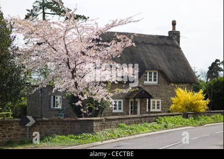 Spring Blossom Baum in Sandy Lane England UK Stockfoto