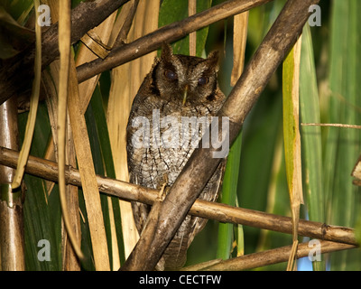 Horizontale portrait von wenig gefleckte Eule, Strix virgata. Stockfoto