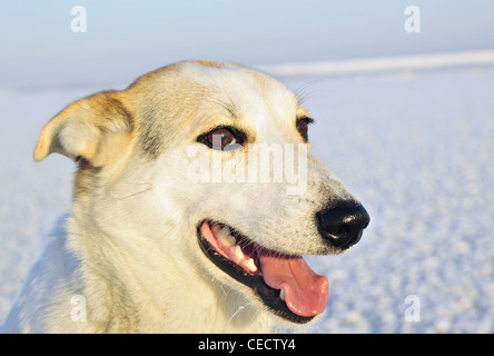 Porträt eines Hundes. Ein Winter-Porträt von einem Jagdhund hautnah. (Canis Lupus Familiaris) Stockfoto