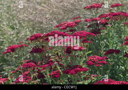 Achillea Millefolium Red Velvet Stockfoto