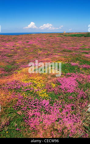 Vereinigtes Königreich, Großbritannien, Kanalinseln, Jersey, wilde Blumen, Muster von Heidekraut und Ginster in voller Blüte Stockfoto