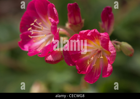 Lewisia Cotyledon Regenbogen Serie Stockfoto