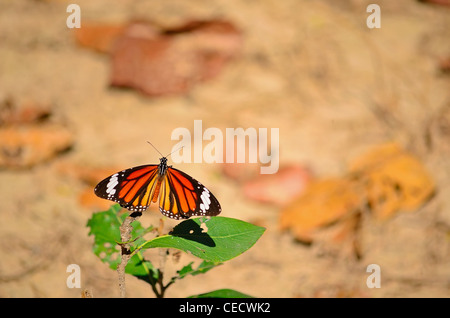 Danaus Genutia/der gestreifte Tiger (gemeinsame Tiger) Schmetterling Stockfoto
