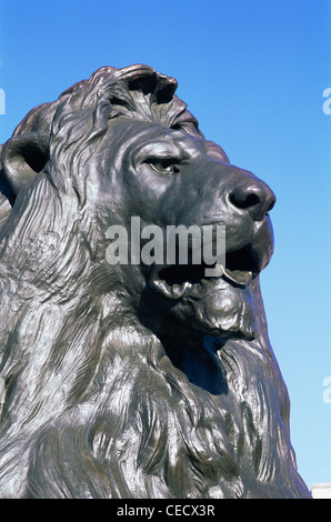 England, London, Trafalgar Square, Nelsons Säule Löwenstatue Stockfoto