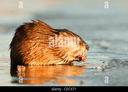 Die Essstörung Bisamratte (Ondatra Zibethica) sitzt auf einem Sonnenuntergang Sonne Stockfoto