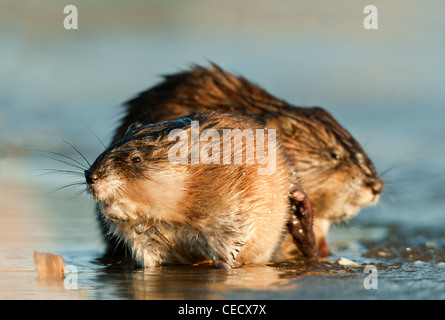 Die Bisamratten (Ondatra Zibethica) sitzt auf einem Sonnenuntergang Sonne Stockfoto