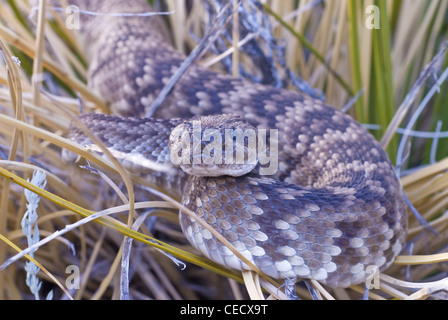 Nördlichen schwarz-angebundene Klapperschlange, (Crotalus Molossus Molossus), Sandia Berge, Bernalillio County, New Mexico, USA. Stockfoto