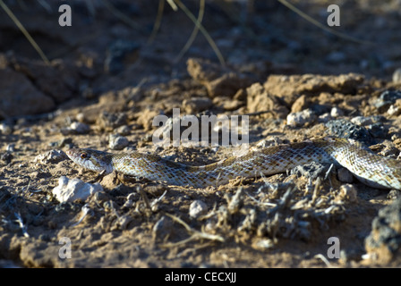 Painted Desert glänzende Schlange, (Arizona Elegans Philipi), Petroglyph National Monument, Bernalillio County, New Mexico, USA. Stockfoto