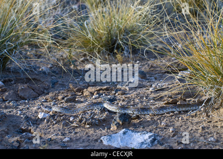 Painted Desert glänzende Schlange, (Arizona Elegans Philipi), Petroglyph National Monument, Bernalillio County, New Mexico, USA. Stockfoto