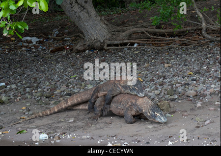 Ein paar der Komodo-Warane Paarung am Strand Rincah, Horse Shoe Bay Nationalpark Komodo, Indonesien. Stockfoto