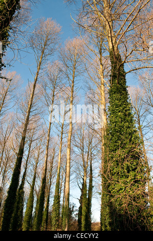 Pappeln im Winter, Sedgeford, Norfolk, England, UK Stockfoto