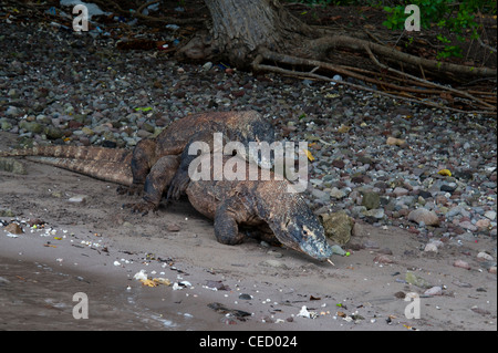 Ein paar der Komodo-Warane Paarung am Strand Rincah, Horse Shoe Bay Nationalpark Komodo, Indonesien. Stockfoto