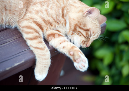 Gelbe Katze schläft auf der Bank im park Stockfoto