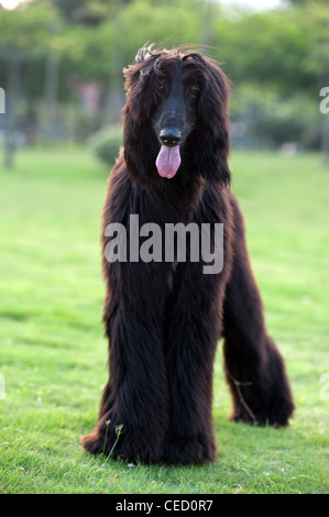 Schwarzer Afghane Hund stehend auf dem Rasen Stockfoto