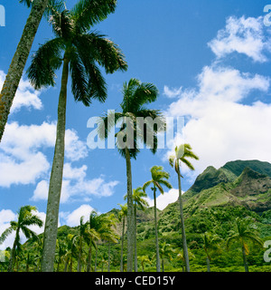 Kokospalmen gegen blauen Himmel Ko'olau Berge Oahu Hawaii Stockfoto