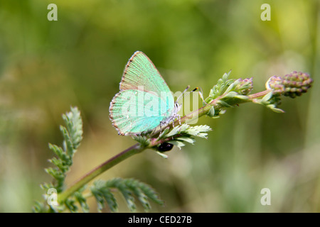 Grüner Zipfelfalter Schmetterling in Bulgarien Stockfoto