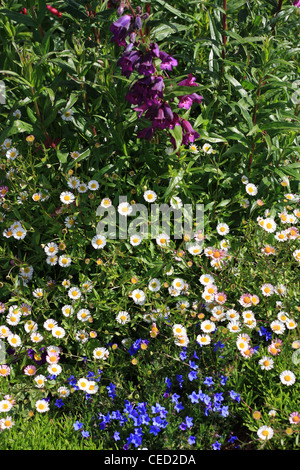 Ein Frühling Blumenbeet mit verschiedenen Arten von Blumen und Kräutern Stockfoto