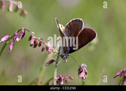 Mazarine blue Fütterung in Bulgarien Stockfoto