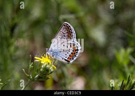 Silberne Nieten blau männlichen Schmetterling in Bulgarien Stockfoto