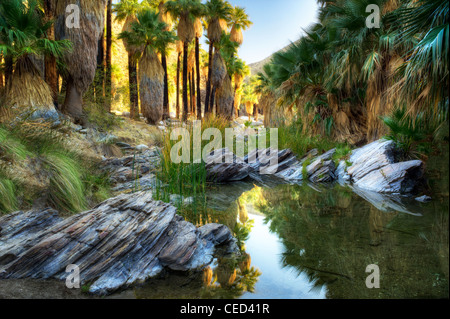 Reflexion im Westen Gabel Palm Canyon Creek. Palm Canyon. Indian Canyons. Palm Springs, Kalifornien. Stockfoto