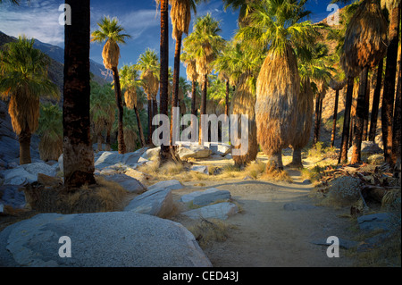 Pfad im Palm Canyon. Indian Canyons. Palm Springs, Kalifornien. Stockfoto