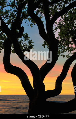 Zweige der Heliotrop Baum und Sonnenuntergang. Hawaii, Big Island. Stockfoto