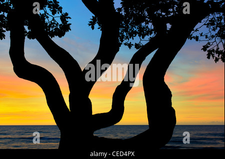 Zweige der Heliotrop Baum und Sonnenuntergang. Hawaii, Big Island. Stockfoto