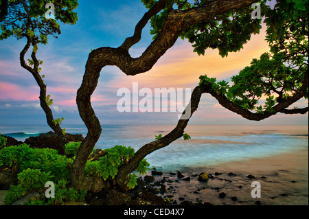 Sonnenaufgang und Heliotrop Bäume. Hawaii, Big Island. Stockfoto