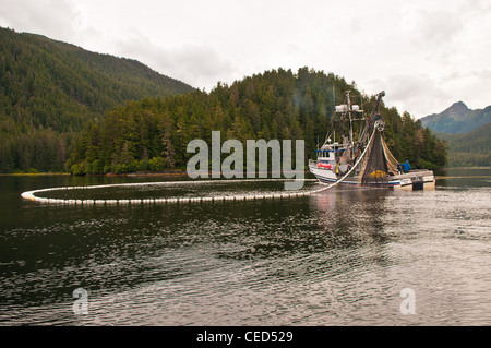 Lachsfischen Ringwaden, Sitka, Alaska Stockfoto