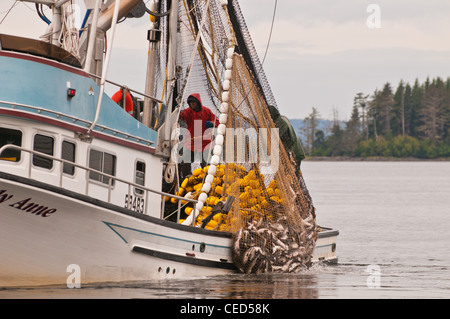 Lachsfischen Ringwaden, Sitka, Alaska Stockfoto