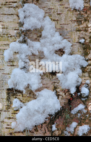 Schnee klammert sich an einer Birke (Betula), während ein Marienkäfer Unterstände unter Rinde in Strid Wood, Barden, Wharfedale, Yorkshire Stockfoto