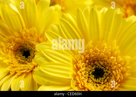 Gelbe Blumen Hintergrund Stockfoto
