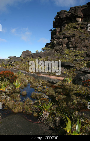 Die seltsame Landschaft nahe dem Gipfel (El Carro) des Mount Roraima (Tepui) in Venezuela. Der Gipfel ist in der Ferne. Stockfoto