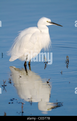 Seidenreiher; Egretta Garzetta; Hayle Mündung; Cornwall; UK Stockfoto