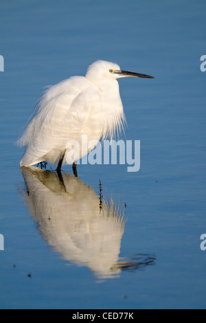 Seidenreiher; Egretta Garzetta; Hayle Mündung; Cornwall; UK Stockfoto