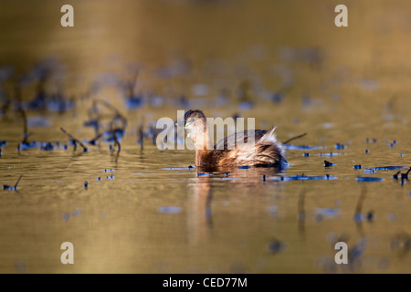 Zwergtaucher; Tachybaptus Ruficollis; Cornwall; UK Stockfoto