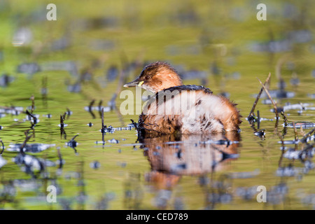 Zwergtaucher; Tachybaptus Ruficollis; Cornwall; UK Stockfoto