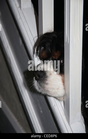 Cavalier King Charles Spaniel spähte durch Geländer an Treppen Stockfoto