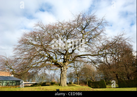 Große Eiche Baum Quercus Robur ohne seine Blätter Stockfoto