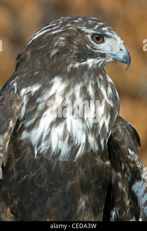 Harlans rot - angebundener Falke, Buteo Jamaicensis Harlani Nordamerika Stockfoto