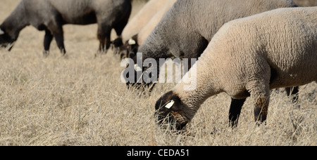 Suffolk Schafe weiden in einem Feld. Stockfoto