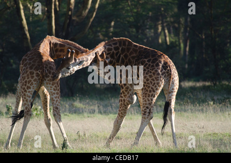 Rothschild Giraffen Stockfoto