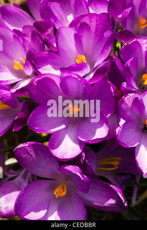 Kruppe von Purpur Frühling Krokus oder Crocus Vernus blühen in der Sonne in Nahaufnahme Stockfoto