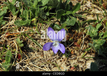 Heide Hund Veilchen (Viola canina) Stockfoto